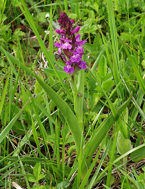 Image of Dactylorhiza urvilleana specimen.