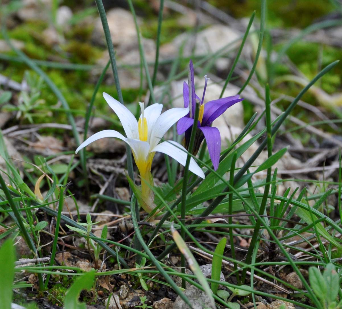 Изображение особи Romulea tempskyana.