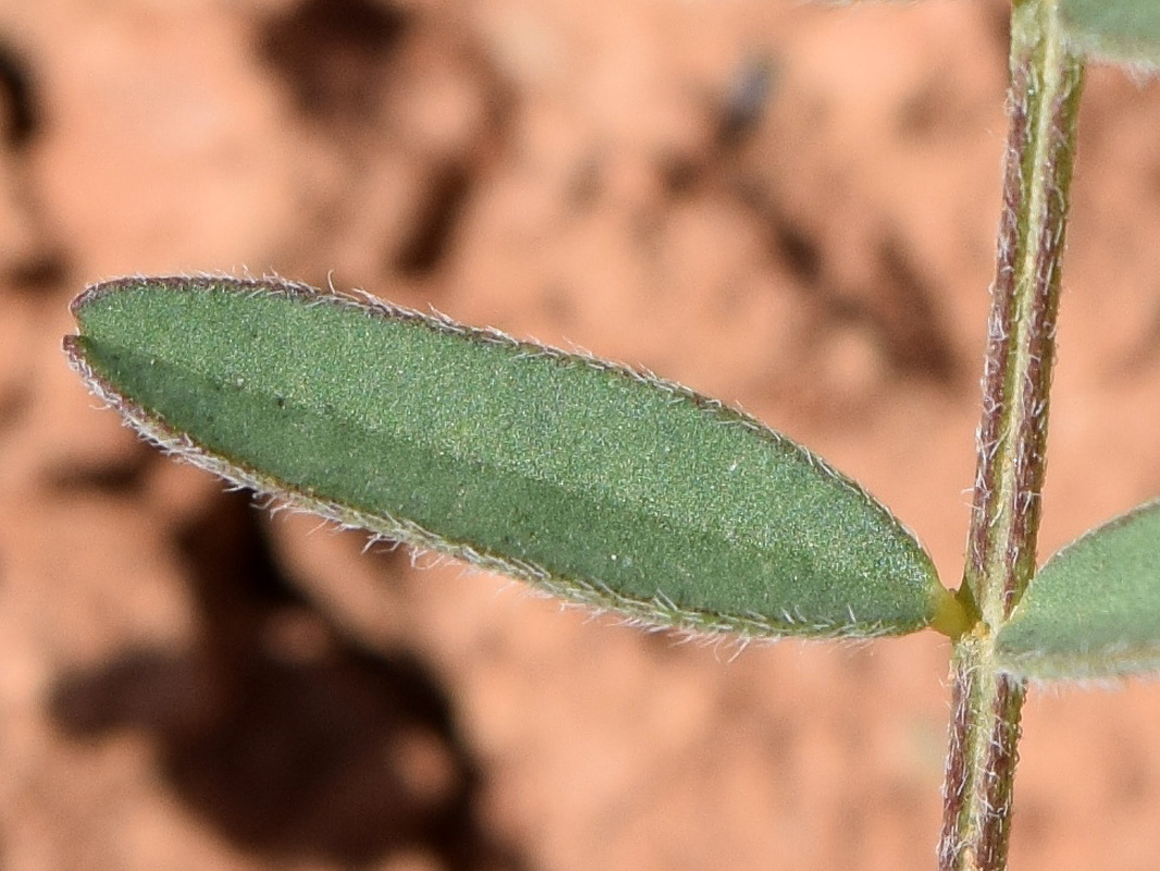 Image of Astragalus commixtus specimen.