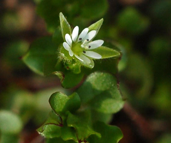 Image of Stellaria media specimen.