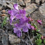 Alstroemeria paupercula