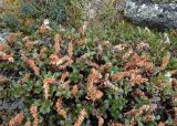 Смотреть изображение Salix tschuktschorum