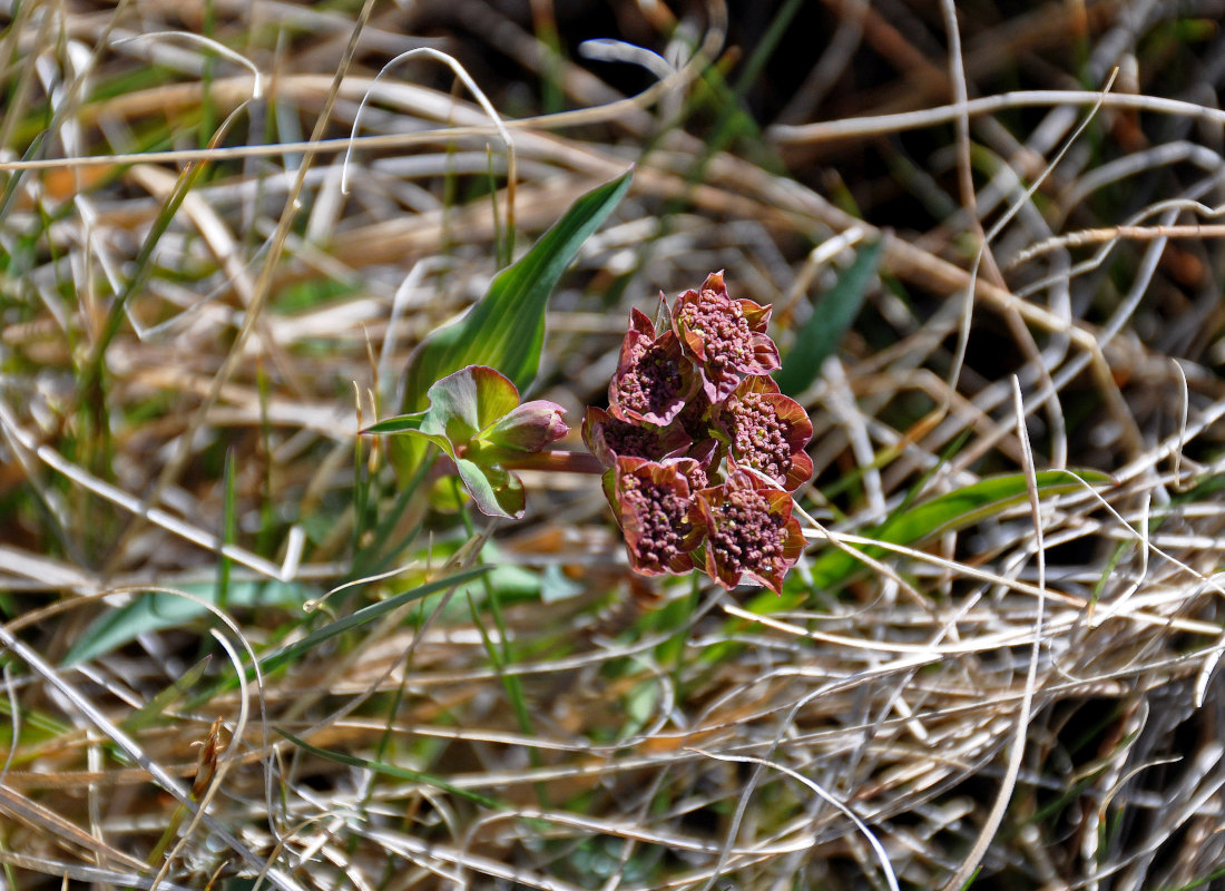 Image of Bupleurum multinerve specimen.