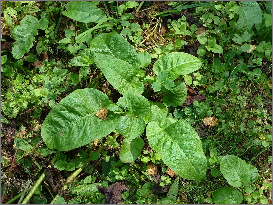 Изображение особи Rumex obtusifolius.