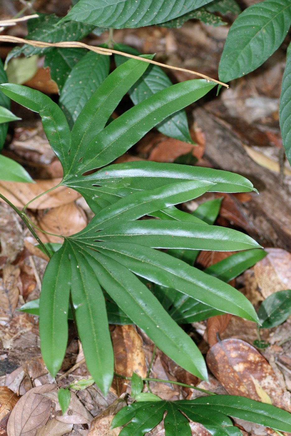 Image of Lygodium circinatum specimen.