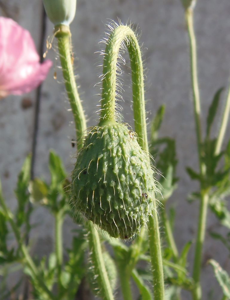 Image of Papaver rhoeas specimen.