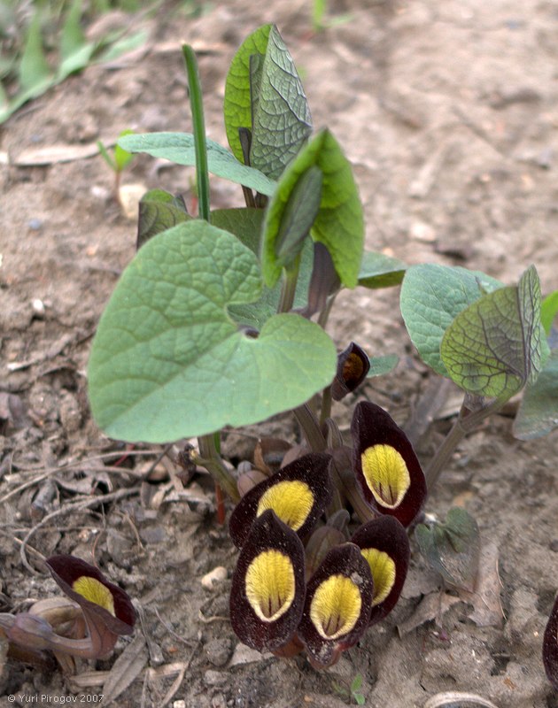 Изображение особи Aristolochia steupii.