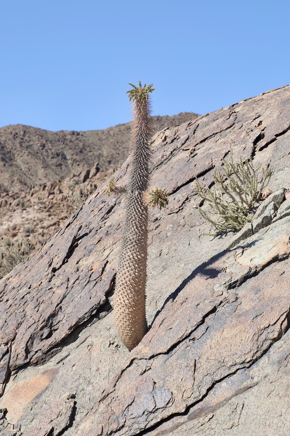 Image of Pachypodium namaquanum specimen.