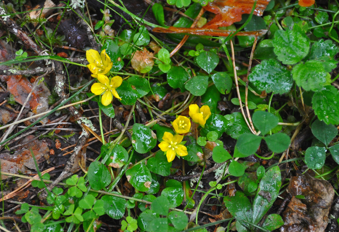 Изображение особи Lysimachia nummularia.