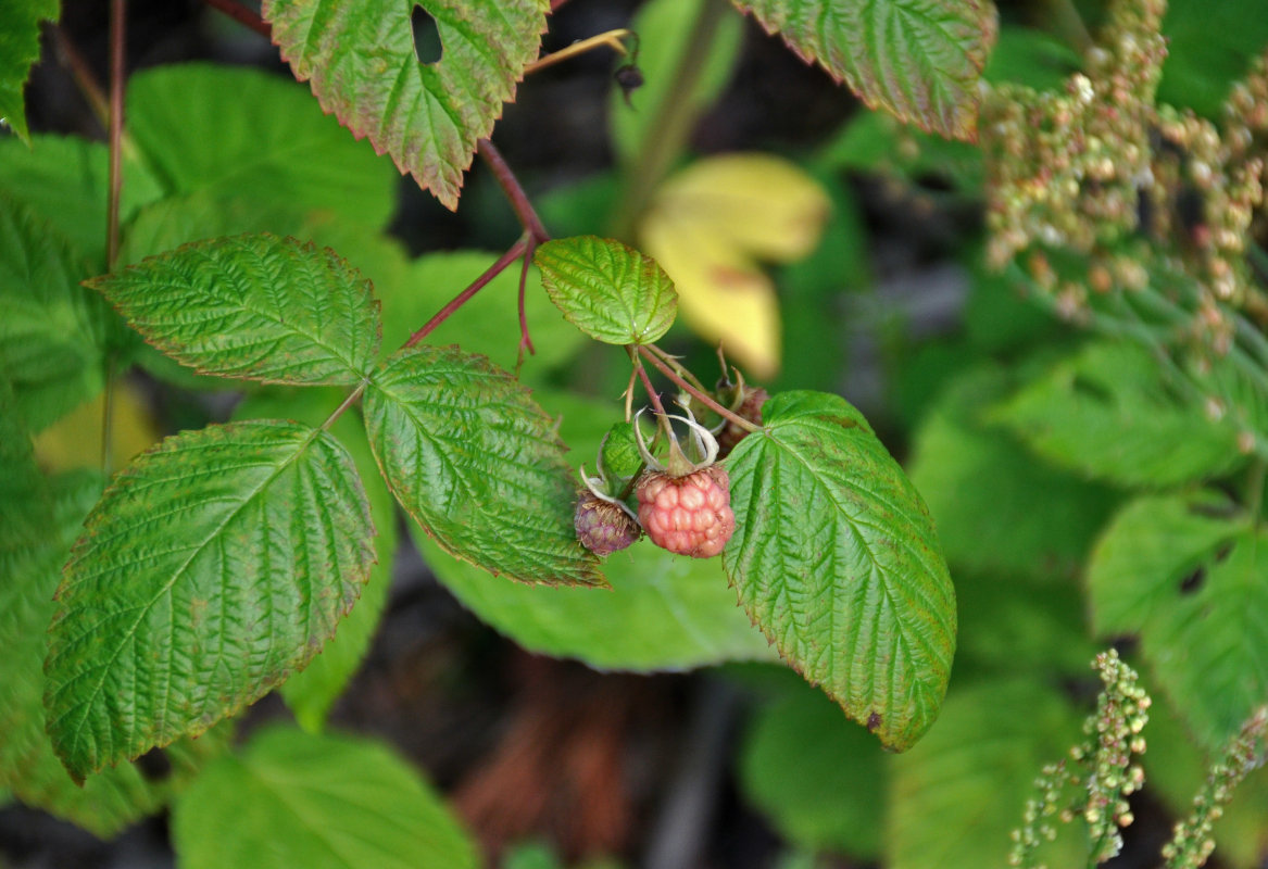 Изображение особи Rubus idaeus.