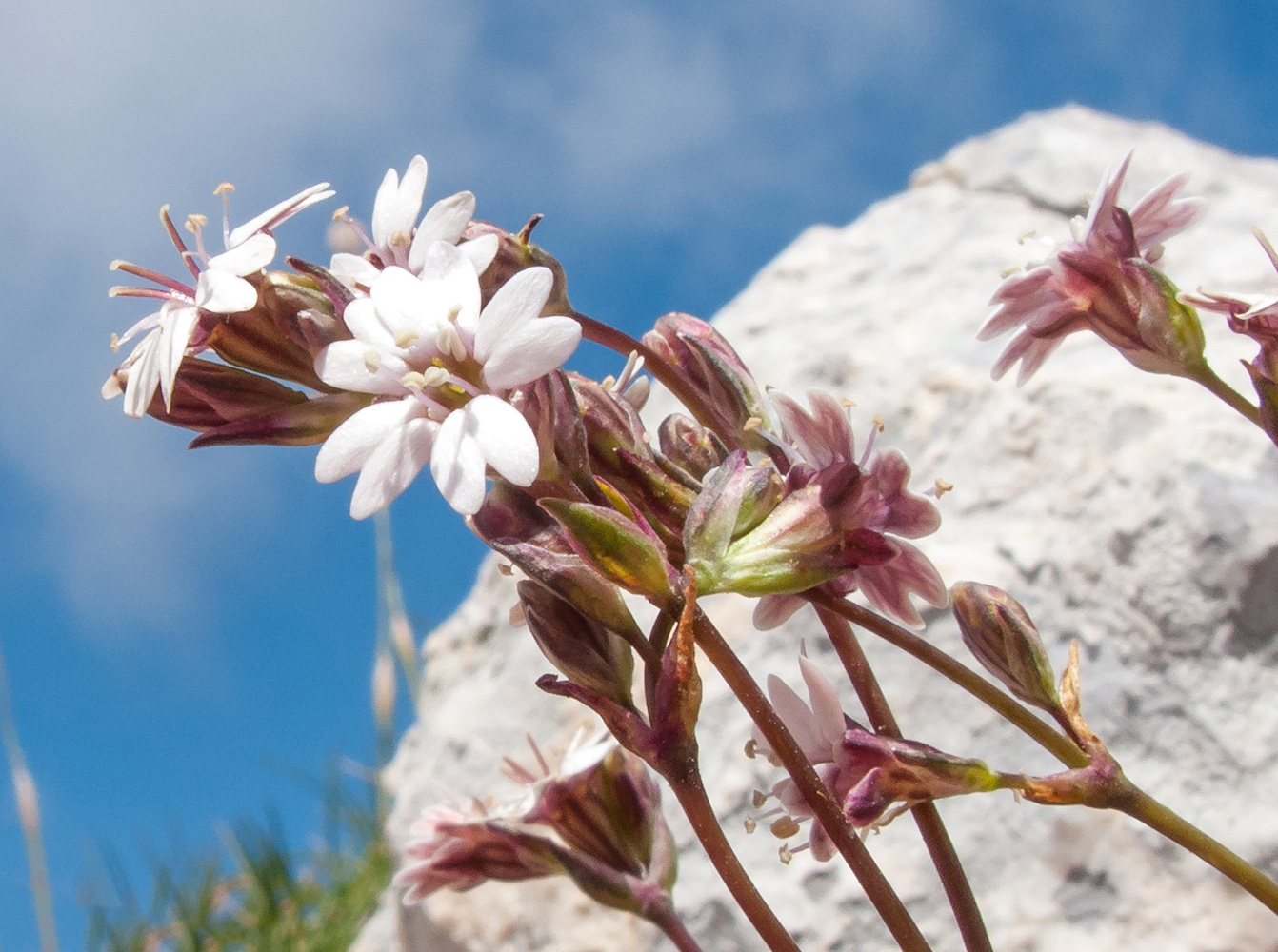 Image of Silene dianthoides specimen.