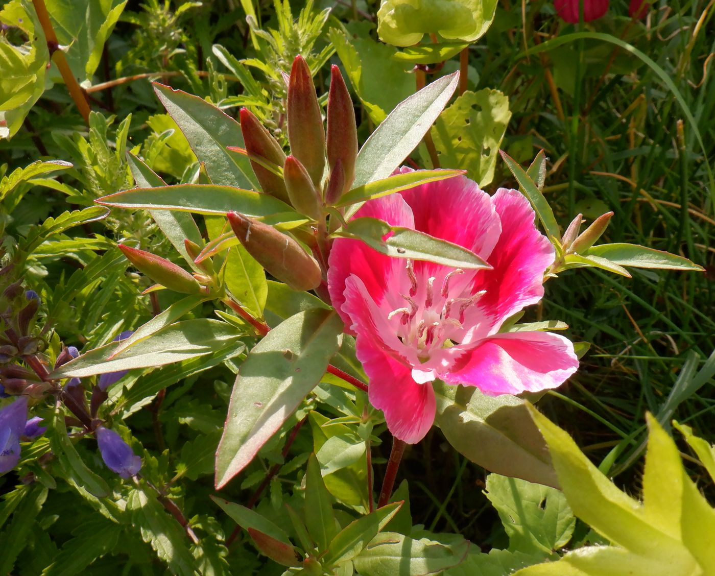 Image of Clarkia amoena specimen.