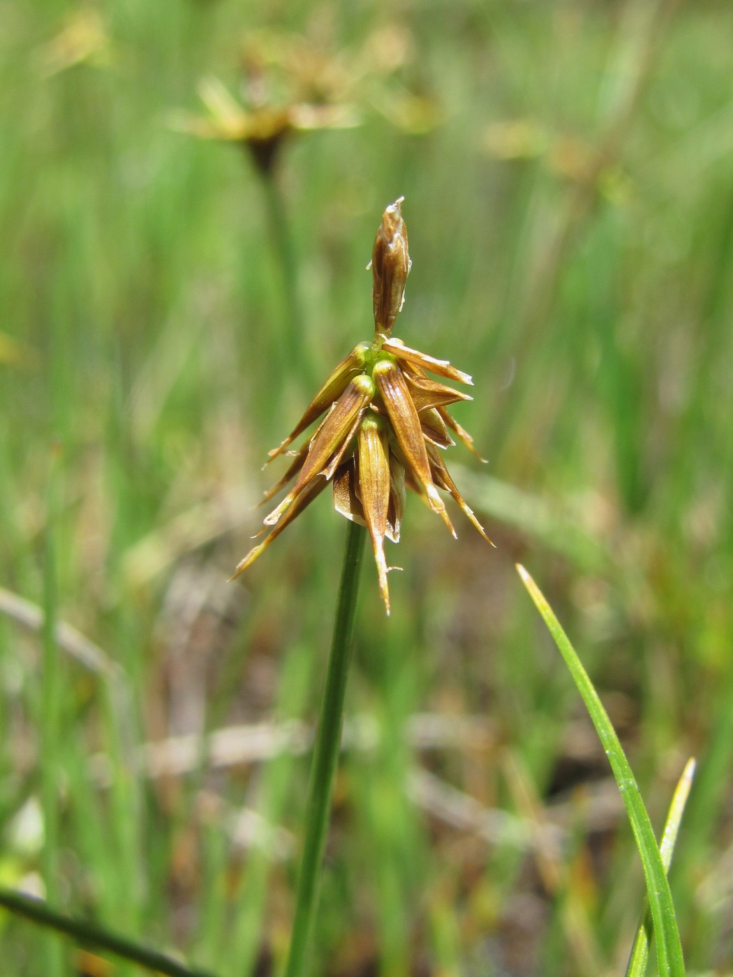 Изображение особи Carex microglochin.