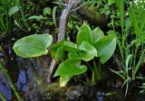 Calla palustris. Вегетирующее растение. Московская обл., окр. г. Железнодорожный, долина р. Чёрная, заболоченный участок черно-ольшаника, в воде. 28.05.2020.