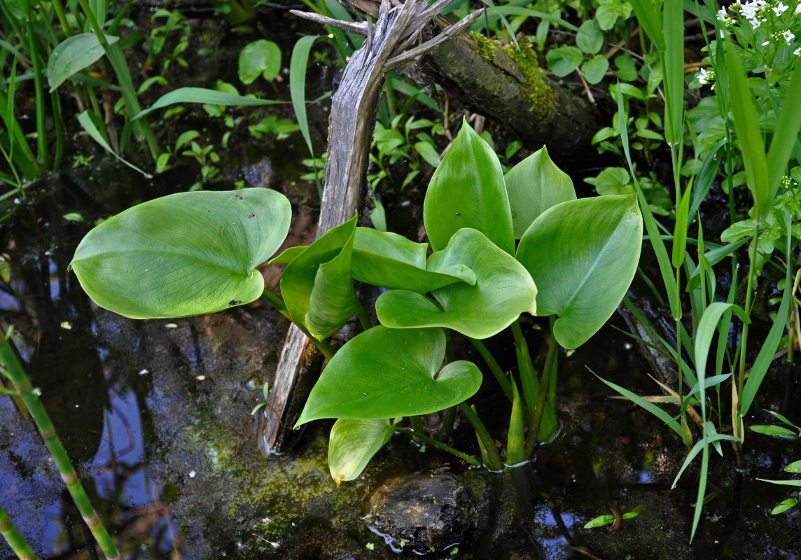 Изображение особи Calla palustris.