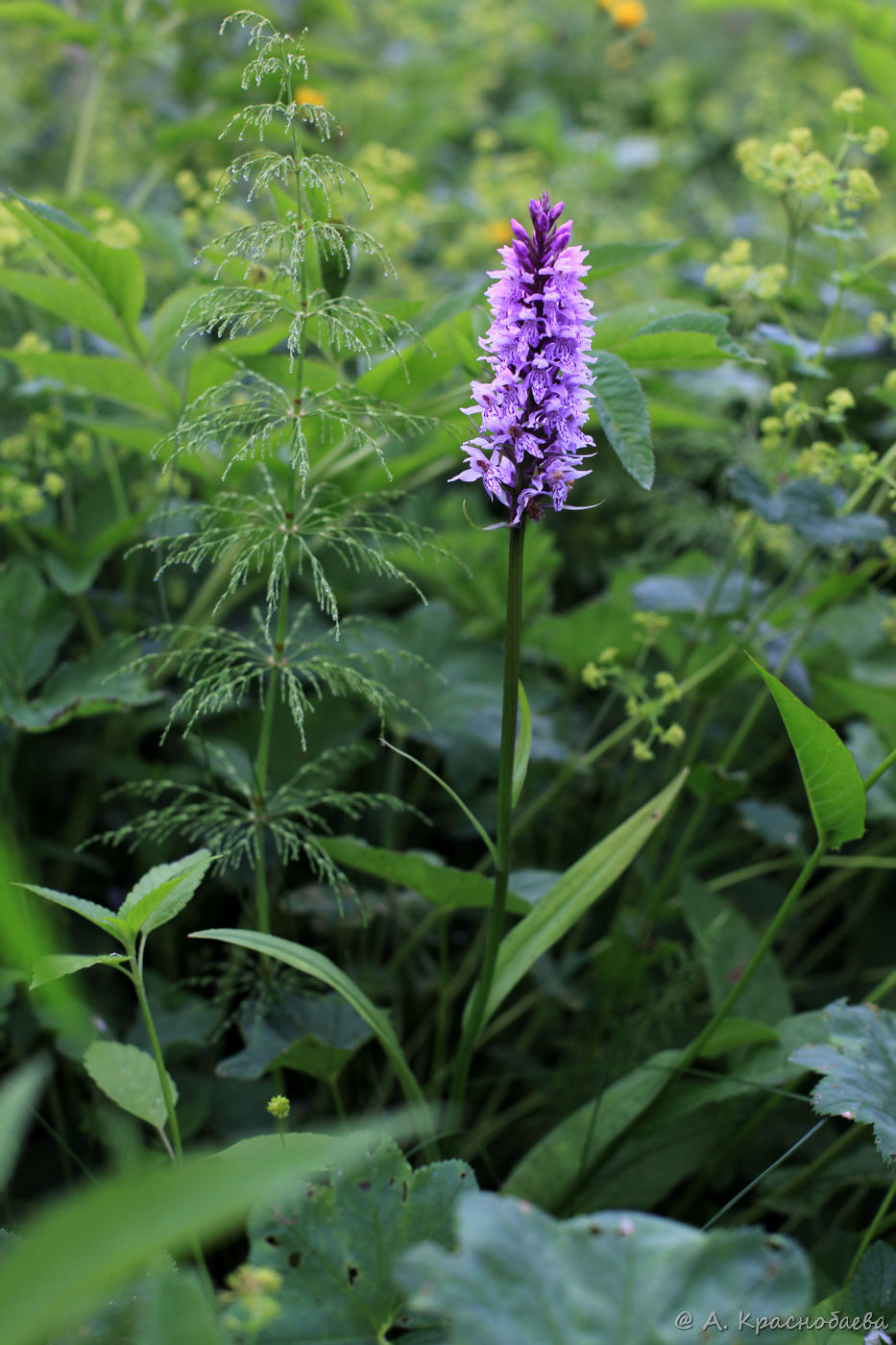 Image of Dactylorhiza fuchsii specimen.