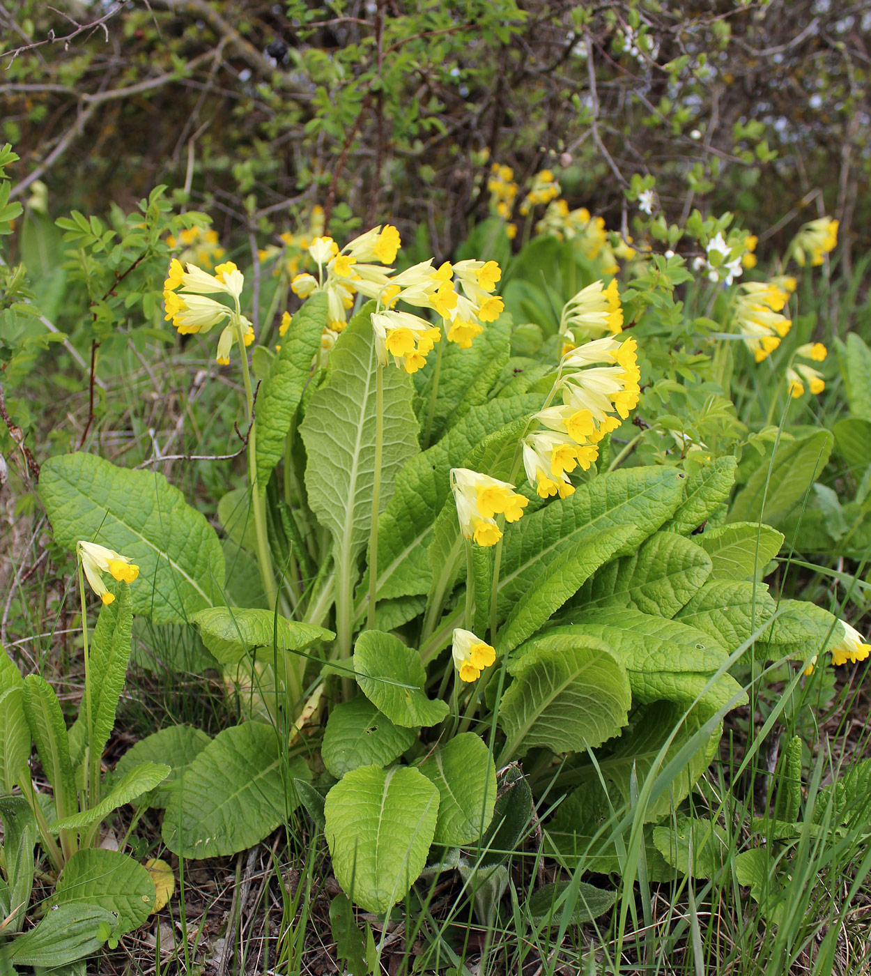 Image of Primula macrocalyx specimen.