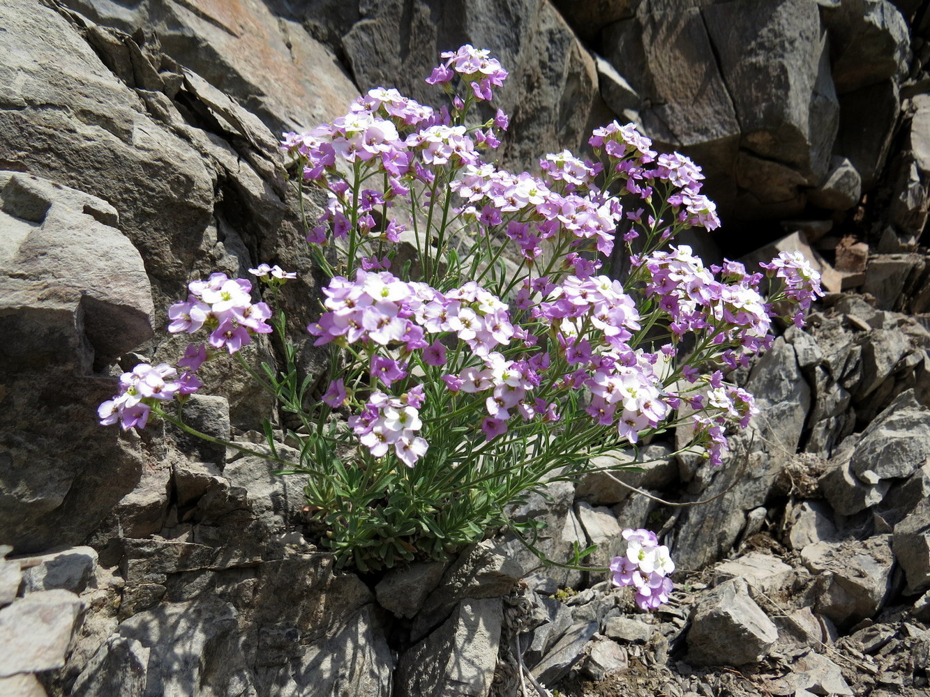 Изображение особи Stevenia incarnata.