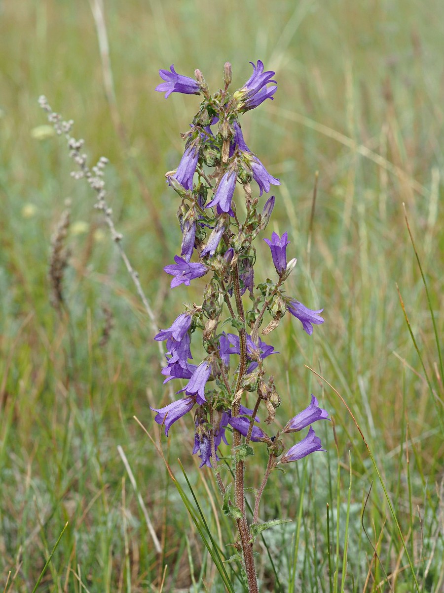 Image of Campanula sibirica specimen.