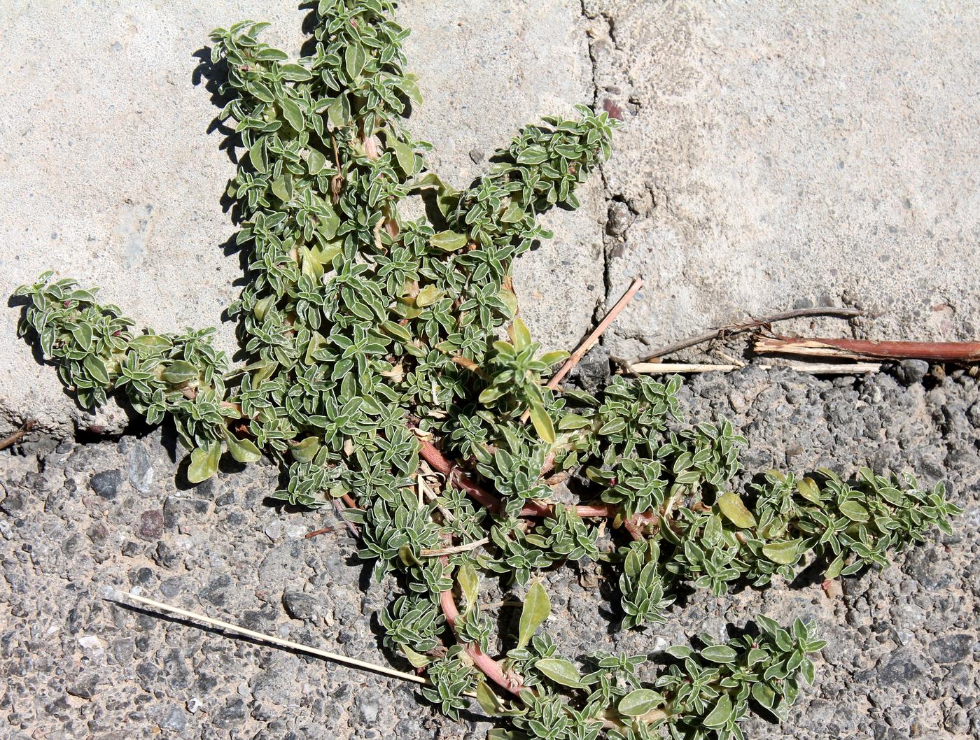 Image of Amaranthus blitoides specimen.