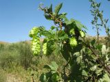 Humulus lupulus