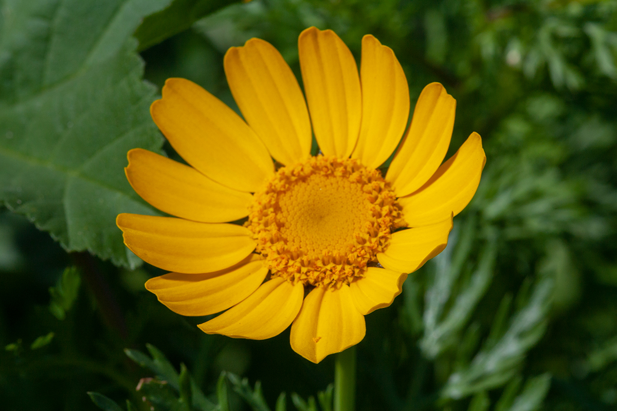 Image of Glebionis coronaria specimen.