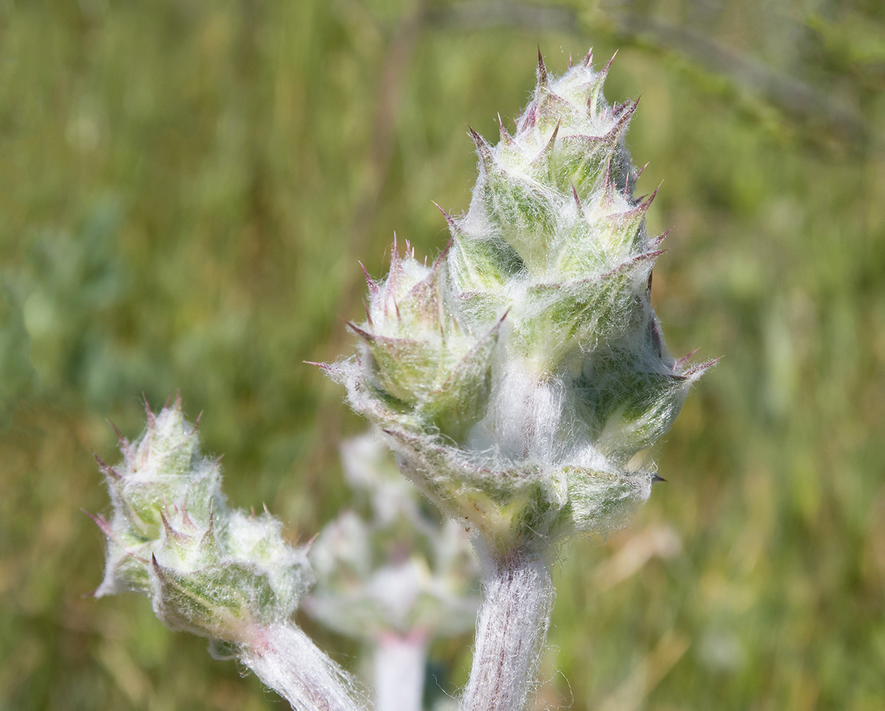 Изображение особи Salvia aethiopis.