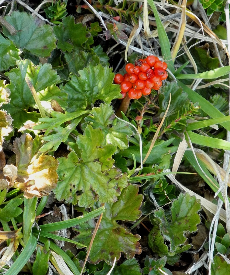 Изображение особи Gunnera magellanica.