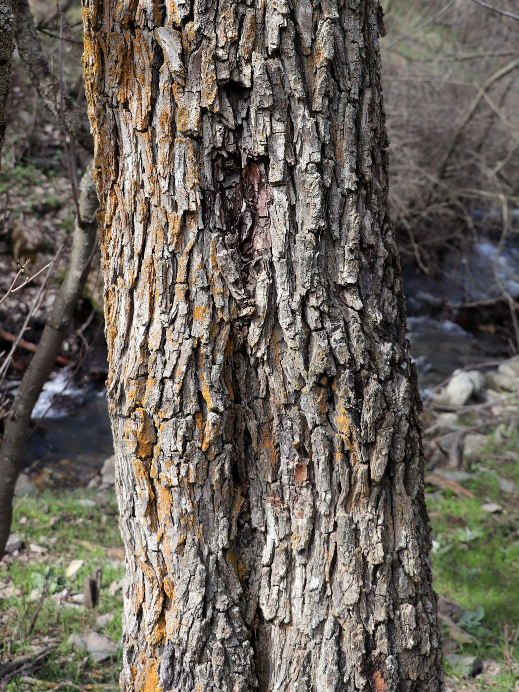 Image of Pyrus communis specimen.