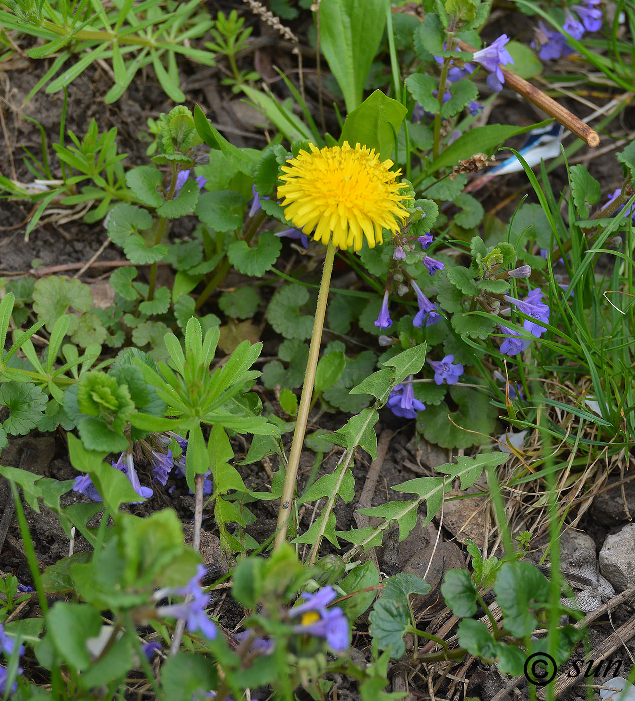 Изображение особи Taraxacum officinale.