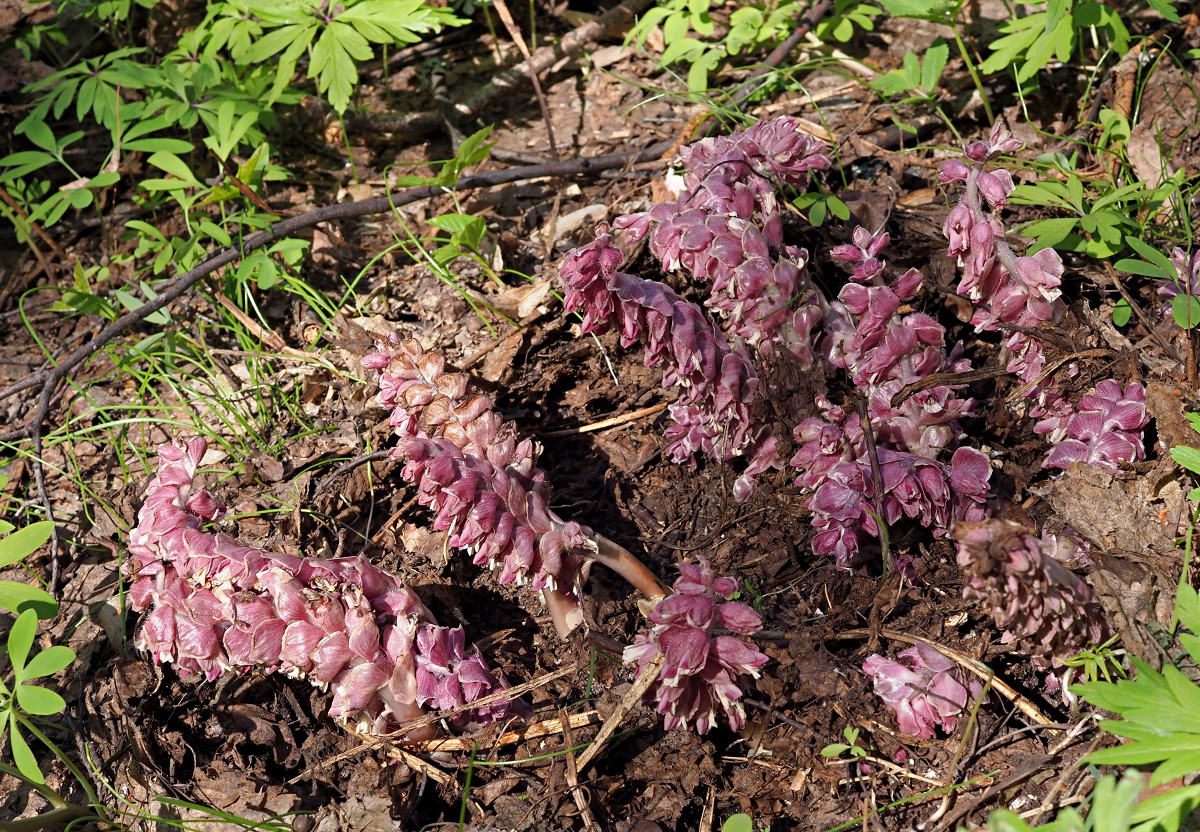 Image of Lathraea squamaria specimen.