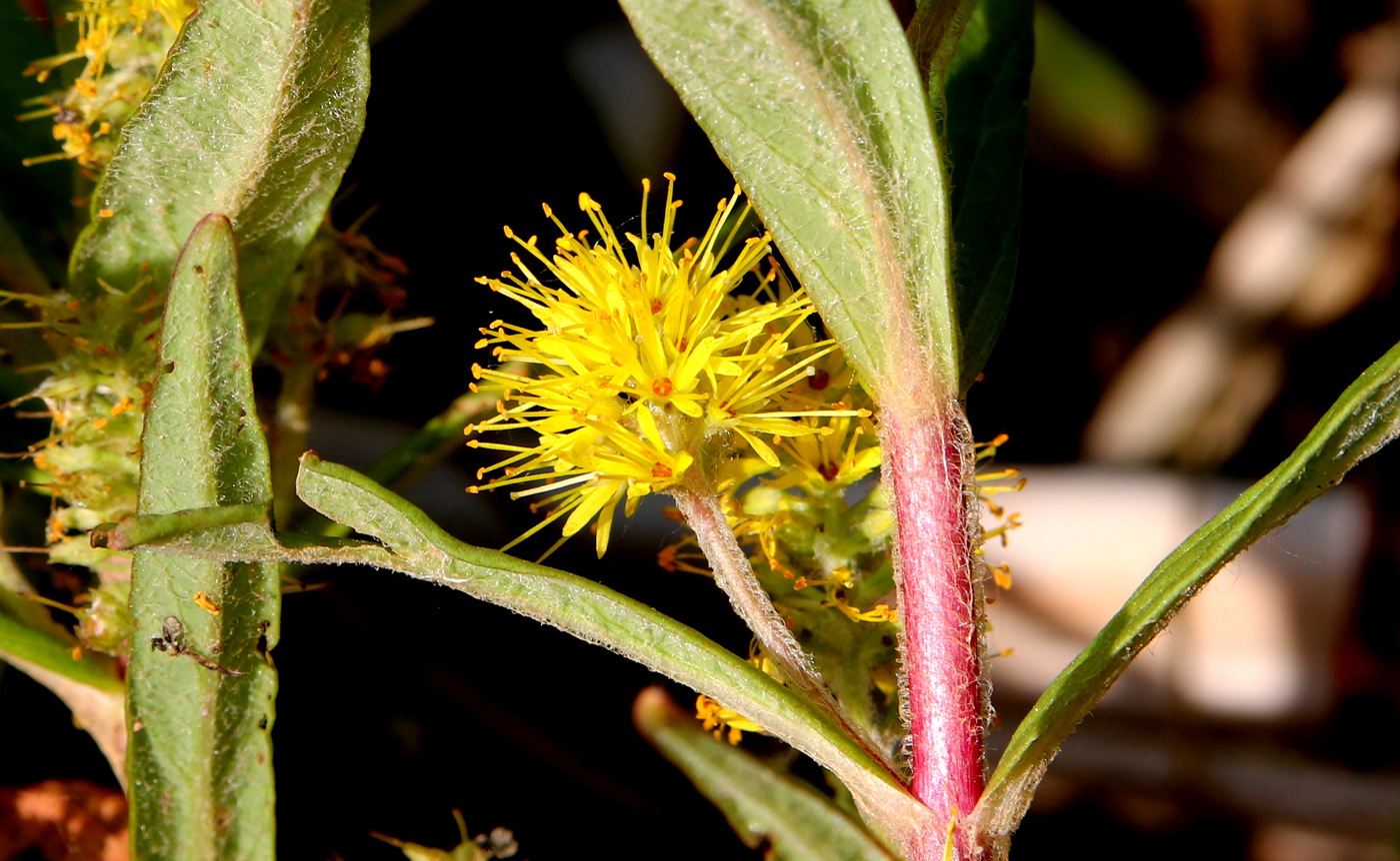 Image of Naumburgia thyrsiflora specimen.