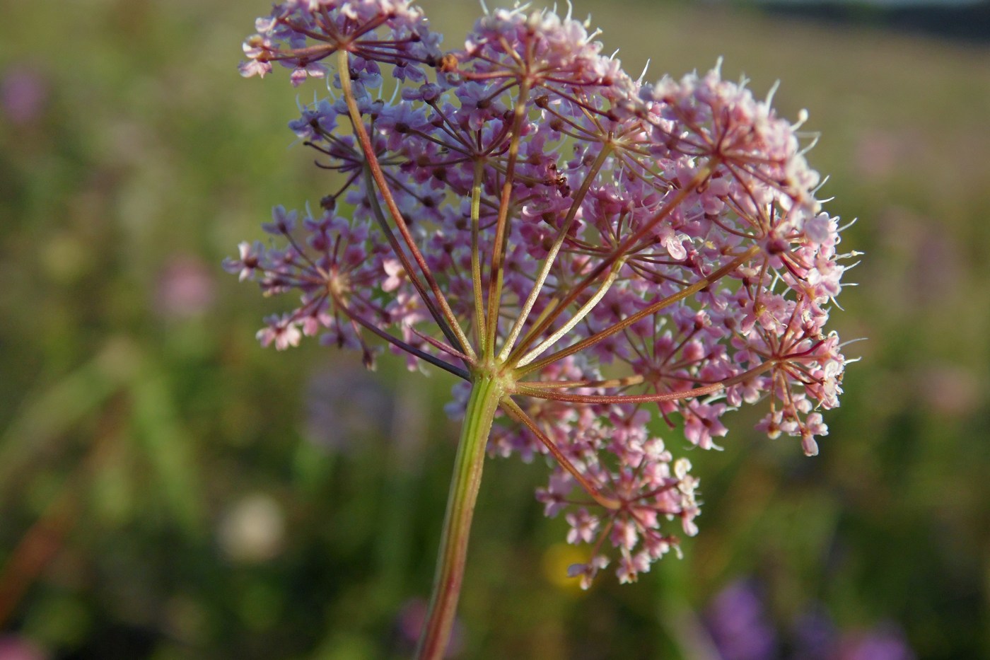 Изображение особи Pimpinella rhodantha.