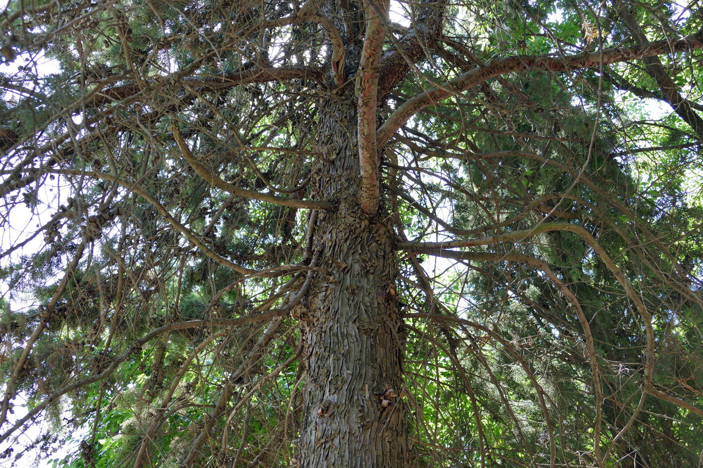 Image of Cupressus arizonica specimen.