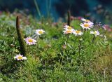 Chrysanthemum coreanum. Цветущие растения. Слева - Orostachys spinosa. Приморский край, Ольгинский р-н, окр. пос. Тимофеевка, мыс Четырёх Скал, олуговелый каменистый приморский склон. 02.09.2022.