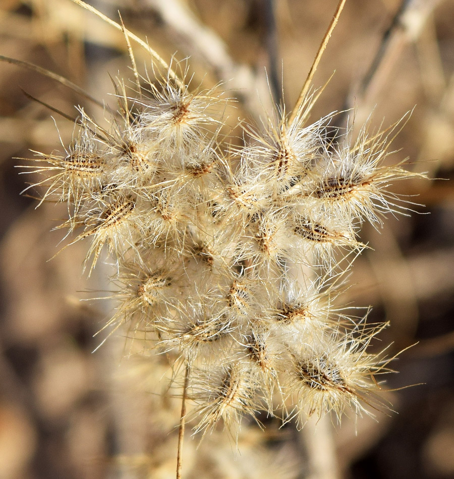 Изображение особи Cuminum setifolium.