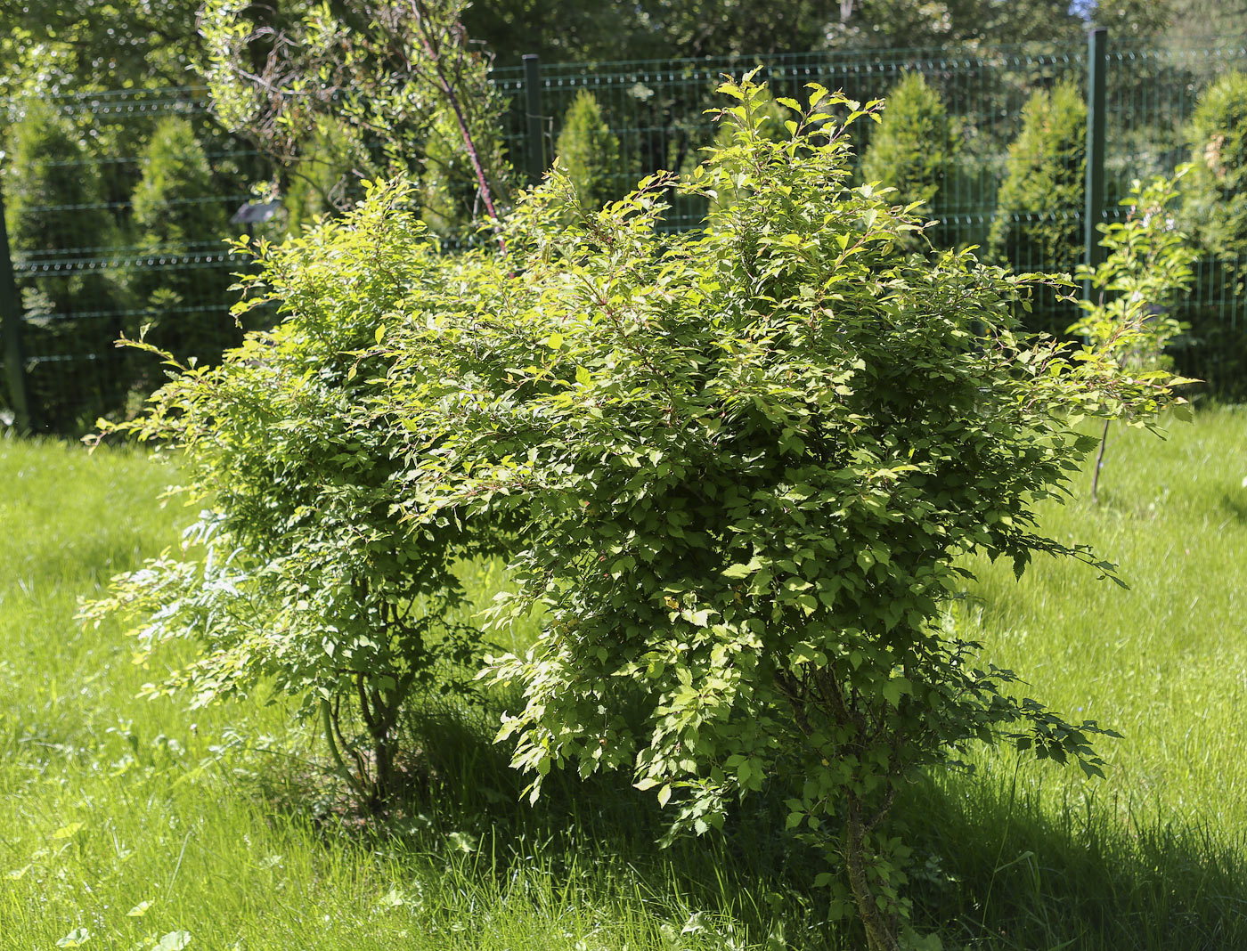 Image of Prunus incisa specimen.