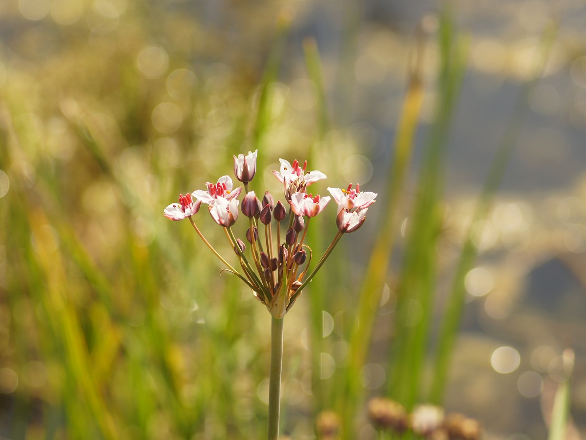 Изображение особи Butomus umbellatus.