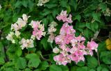 Bougainvillea glabra