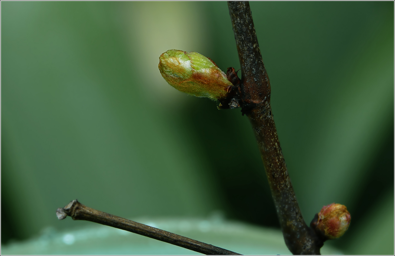 Изображение особи Vitis vinifera.