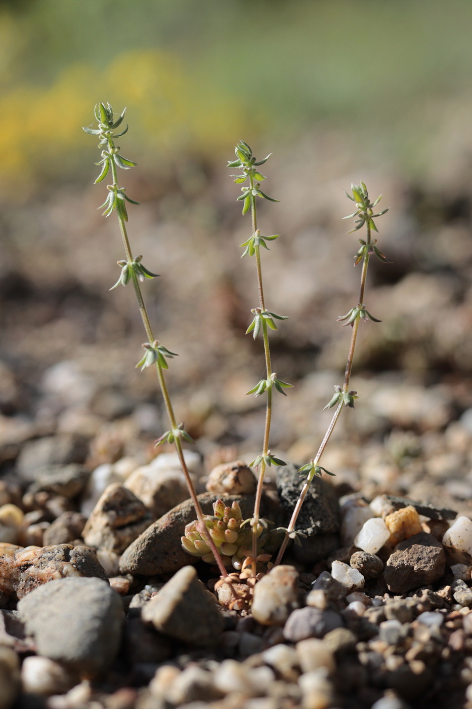 Image of Galium verticillatum specimen.