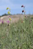 Ophrys oestrifera. Цветущие растения (слева - гипохромная форма). Крым, Севастополь, окр. пос. Сахарная Головка, поляна в посадках сосны. 28.05.2023.