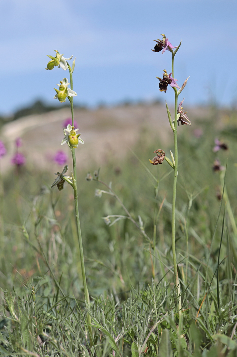 Image of Ophrys oestrifera specimen.