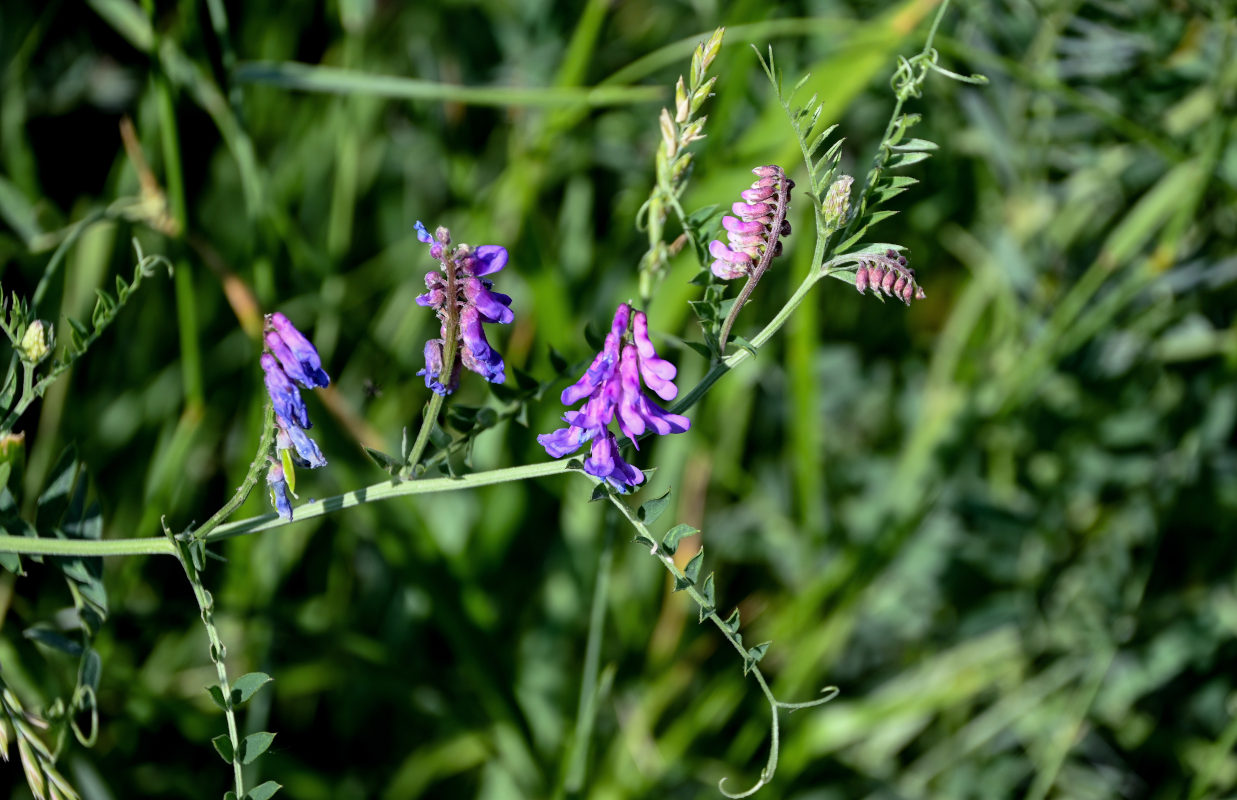 Изображение особи Vicia cracca.