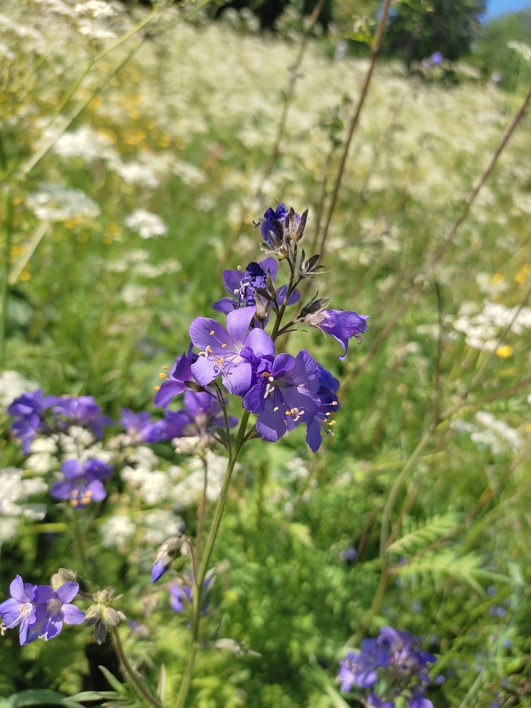 Image of Polemonium caeruleum specimen.