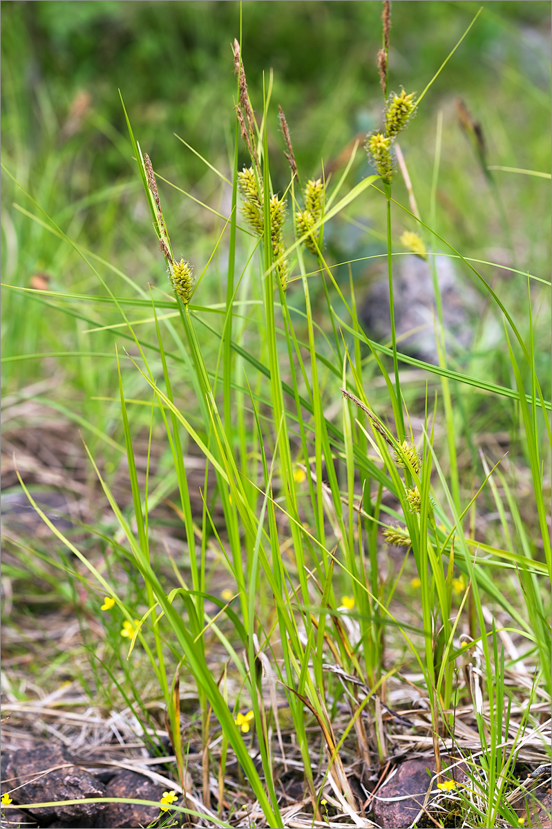 Изображение особи Carex rostrata.