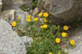 Potentilla gelida. Цветущее растение. Карачаево-Черкесия, Карачаевский р-н, Большой Кавказ, долина р. Кичкинекол (Узункольский), морена ледника Большой Кичкинекол, ≈ 2390 м н.у.м., среди камней. 21.07.2023.