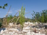 Equisetum arvense