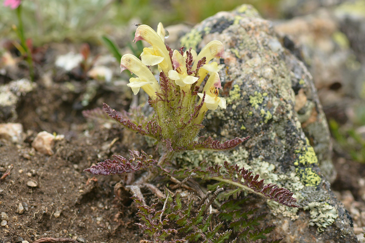 Image of Pedicularis chroorrhyncha specimen.