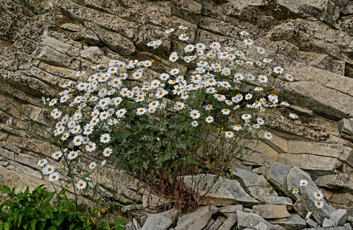 Изображение особи Pyrethrum glanduliferum.